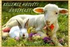 Kellemes Húsvéti nnepeket!